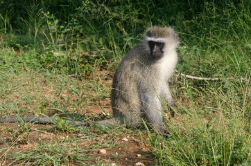 Vervet, singe, Chlorocebus pygerythrus
