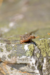 Bergeidechse im Nationalpark Hunsrück-Hochwald