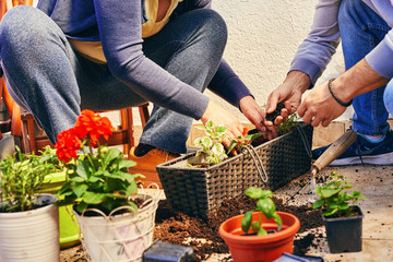 Two professional gardeners take care of plant wearing mask. Gardening concept.