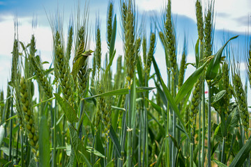 Macro wheat, barley. Beautiful green wheat ear growing in agricultural field, rural landscape. Green unripe cereals. The concept of agriculture, healthy eating, organic food. Close-up spike let