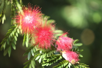 Thistle red flowers 