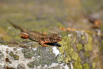 Bergeidechse im Nationalpark Hunsrück-Hochwald