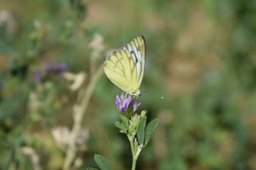 Medicago sativa, alfalfa, lucerne in bloom - close up. Alfalfa is the most cultivated forage legume in the world and has been used as an herbal medicine since ancient times.