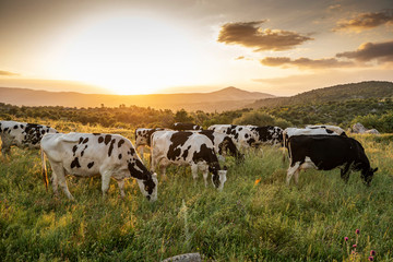 Cows on green grass and evening sky with light © Suzi