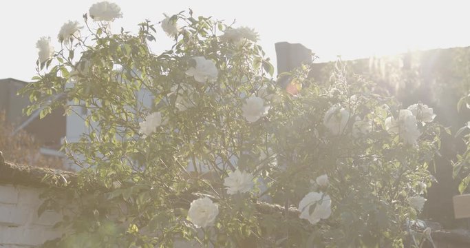 white rose bush blows in the wind, front view, beautiful flowers in full sun