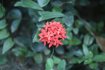 red dahlia flower