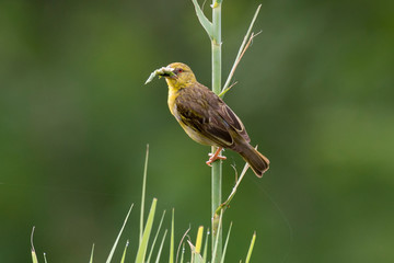 Tisserin safran, femelle,.Ploceus xanthops, Holub's Golden Weaver