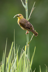 Tisserin safran, femelle,.Ploceus xanthops, Holub's Golden Weaver