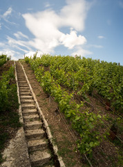 Fototapeta na wymiar A stair in the vineyards in the Clos de Goisses in Mareuil sur Ay