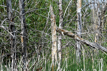 tree branches, forest, withered branches, branches, existing branches background
, branches on a background of water, background, bird on a dry tree