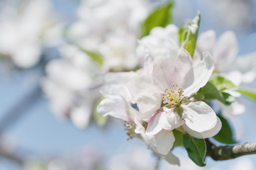 Obraz premium Apple tree blossom close-up. White apple flower on natural white and blue background. 