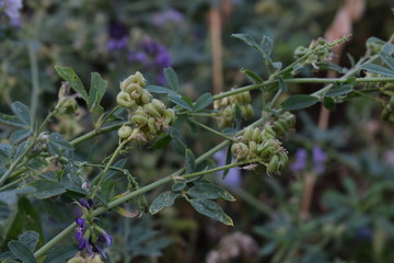Medicago sativa, alfalfa, lucerne in bloom - close up. Alfalfa is the most cultivated forage legume in the world and has been used as an herbal medicine since ancient times.