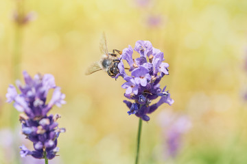Bee picking pollen lavender flower. Defocused nature sunny orange in background.