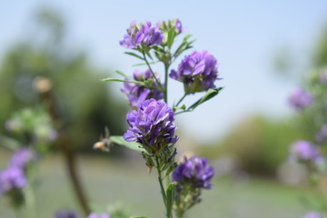 Medicago sativa, alfalfa, lucerne in bloom - close up. Alfalfa is the most cultivated forage legume...
