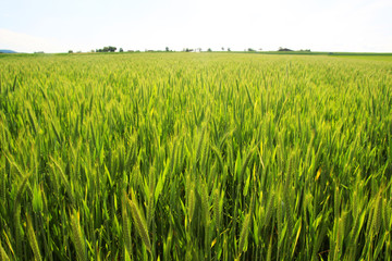 A field with green ears in Baden-Wuerttemberg, Germany