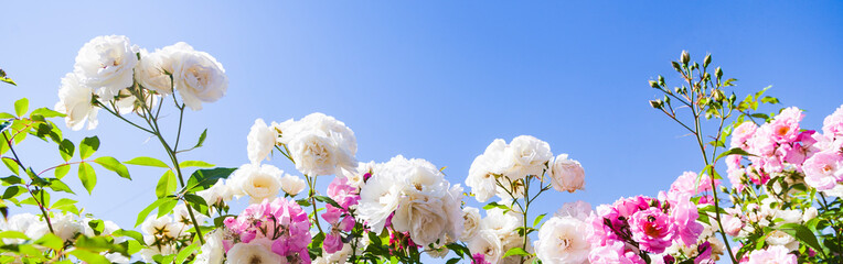 Obraz na płótnie Canvas Pink and white climbing roses