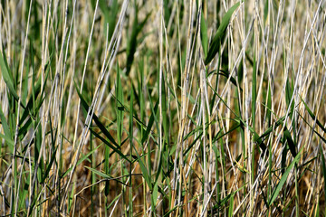 bulrush, bulrush background, green background, plant, summer spring, body of water, lake, water,