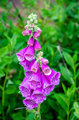 Foxglove flowers in a residential garden