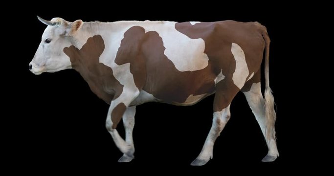 Brown white bull walking realistic animation. Isolated animal video including alpha channel allows to add background in post-production. Element for visual effects.