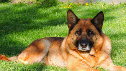 german shepherd dog
