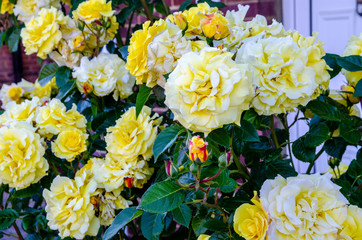 Close up of yellow roses in a residential garden.