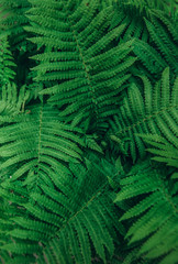 Fototapeta na wymiar fern leaf background nature green