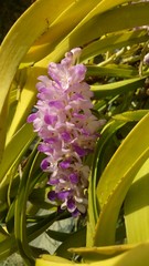Obraz premium Orchid flower of a tropical plant