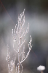 Fototapeta premium Winter Frozen Macro Shot in the morning