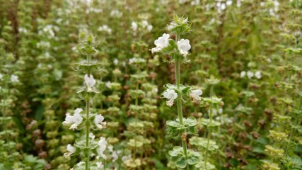 wild flowers in spring