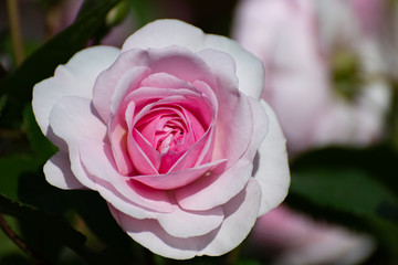 Close up of a pink rose bloom