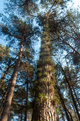 woodland in autumn in the natural park, Ticino, Lombardy, Italy