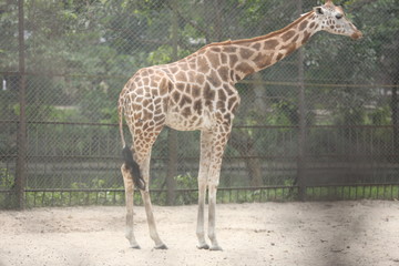 giraffe eating grass