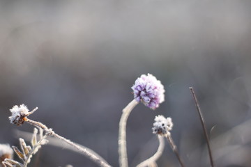 Winter Frozen Macro Shot in the morning