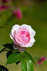 Isolated pink rose bloom against a soft green background