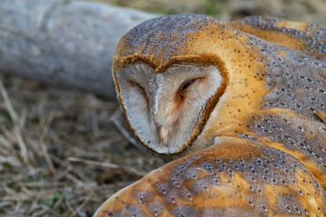 Western Barn Owl (Tyto alba) bird in the natural habitat.