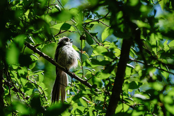 Mésange à longue queue juvénile