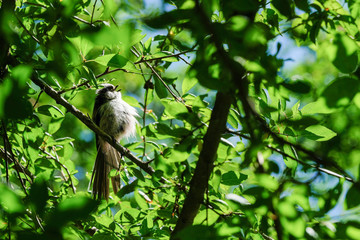 Mésange à longue queue juvénile