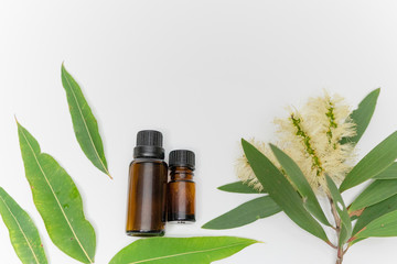 eucalyptus essential oil aroma aromatherapy with gum leaves flowers white background and copy space middle