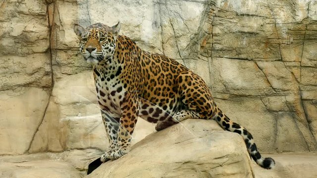Jaguar sits on a stone in a zoo aviary behind a glass and yawns..