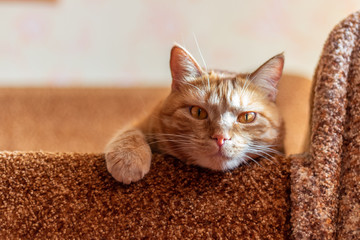 Portrait of a red cat laying on the brown couch and looking into the camera