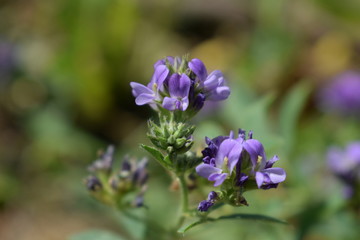 Medicago sativa, alfalfa, lucerne in bloom - close up. Alfalfa is the most cultivated forage legume in the world and has been used as an herbal medicine since ancient times.