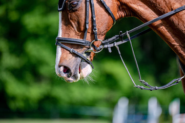 Horse on showjumping competition. Close-up photo.