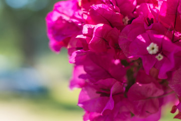 Beautiful pink flowers in the home garden. Flowers and plants