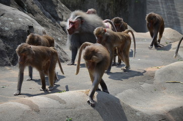 Wild Hamadryas baboon, zoo of Frankfurt (Germany)