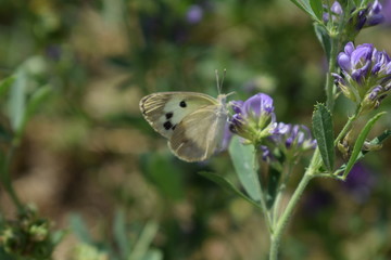 Medicago sativa, alfalfa, lucerne in bloom - close up. Alfalfa is the most cultivated forage legume in the world and has been used as an herbal medicine since ancient times.