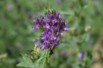 Obraz premium Medicago sativa, alfalfa, lucerne in bloom - close up. Alfalfa is the most cultivated forage legume in the world and has been used as an herbal medicine since ancient times.