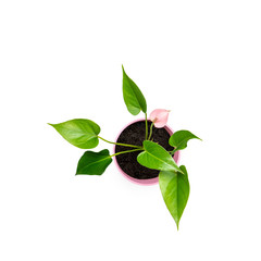 Plant spadix in pot top view isolated on white background.