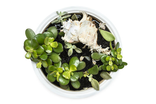 Small plant in pot aichryson top view isolated on white background.