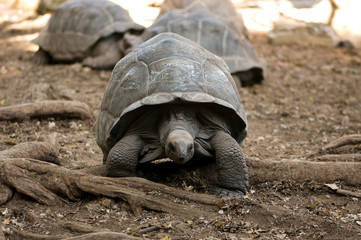 Zanzibar Tanzania 14/08/2010: Centenary Turtle Zanzibar  