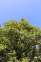 ナギ(梛)の木と青空